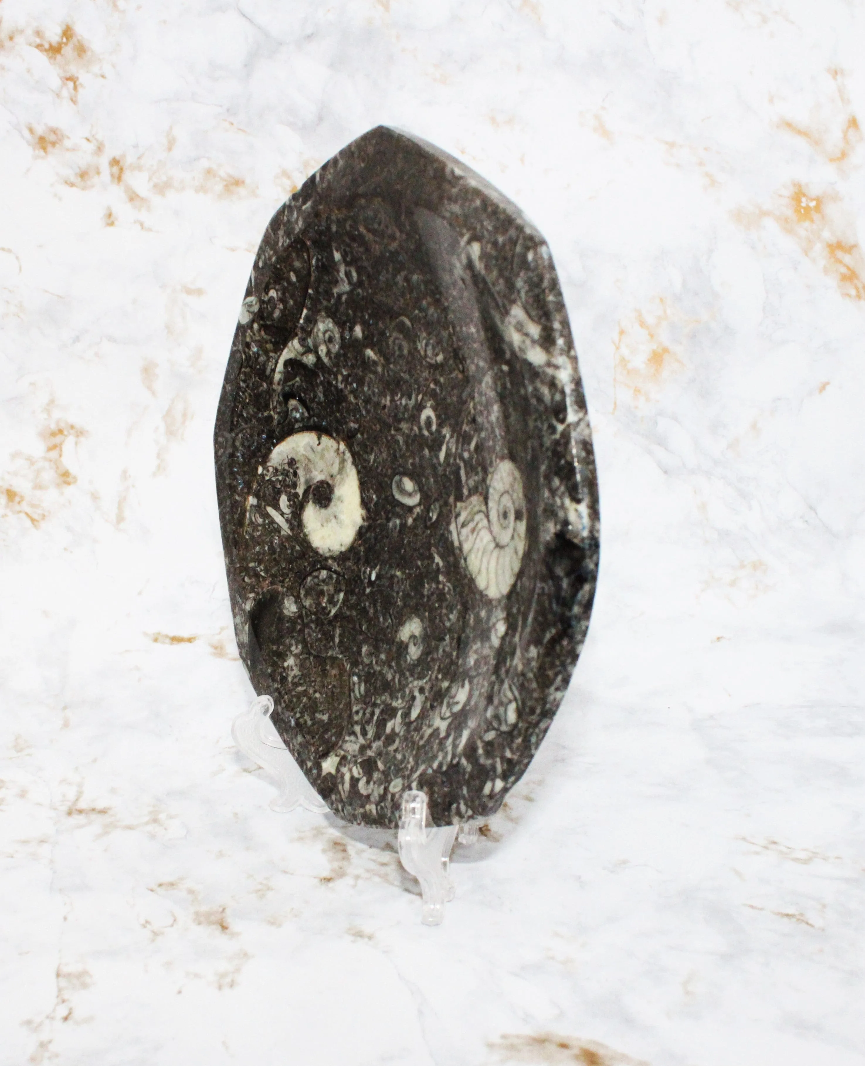 Polished Orthoceras Plate