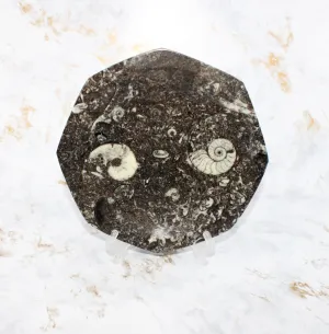 Polished Orthoceras Plate