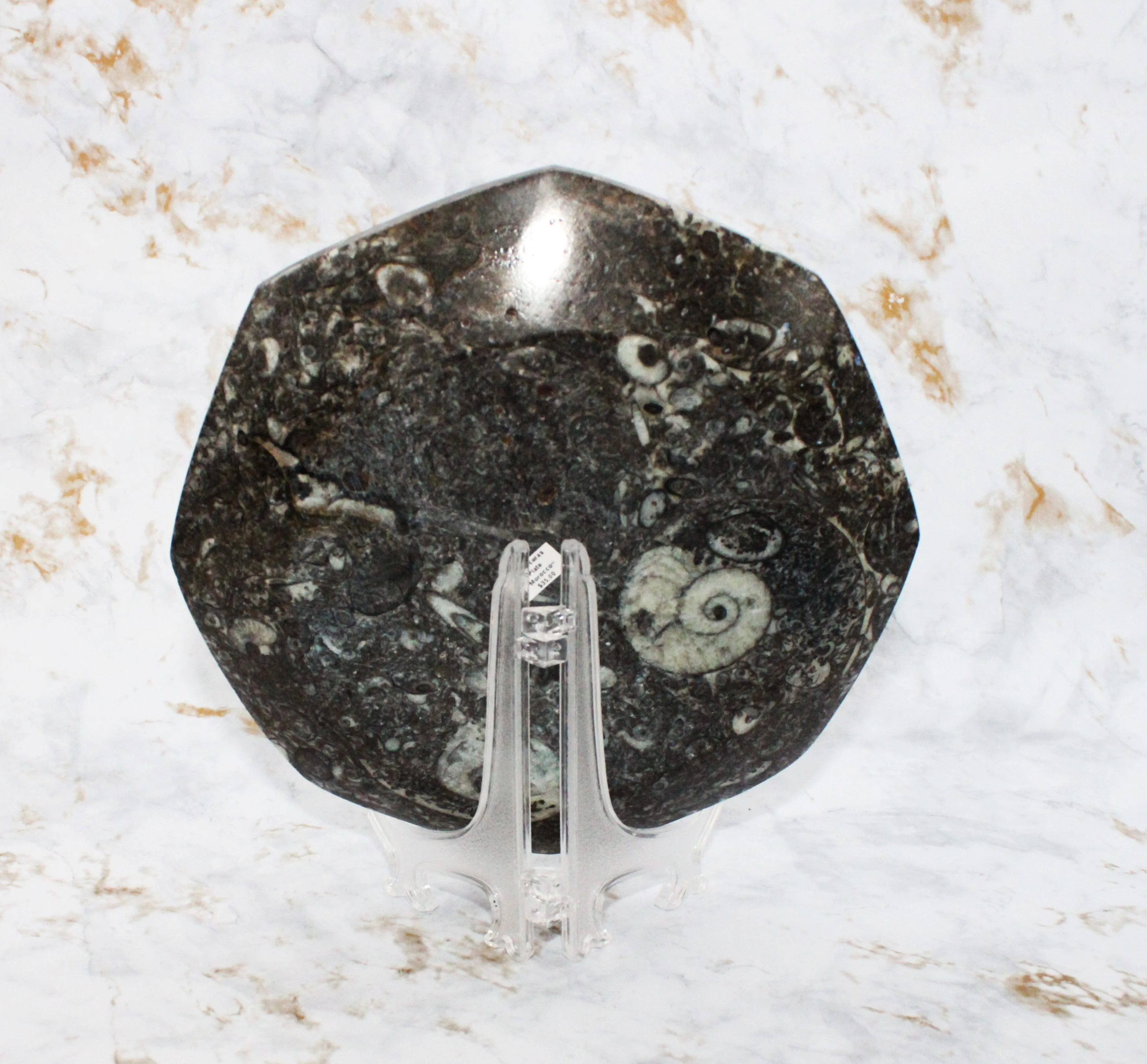 Polished Orthoceras Plate
