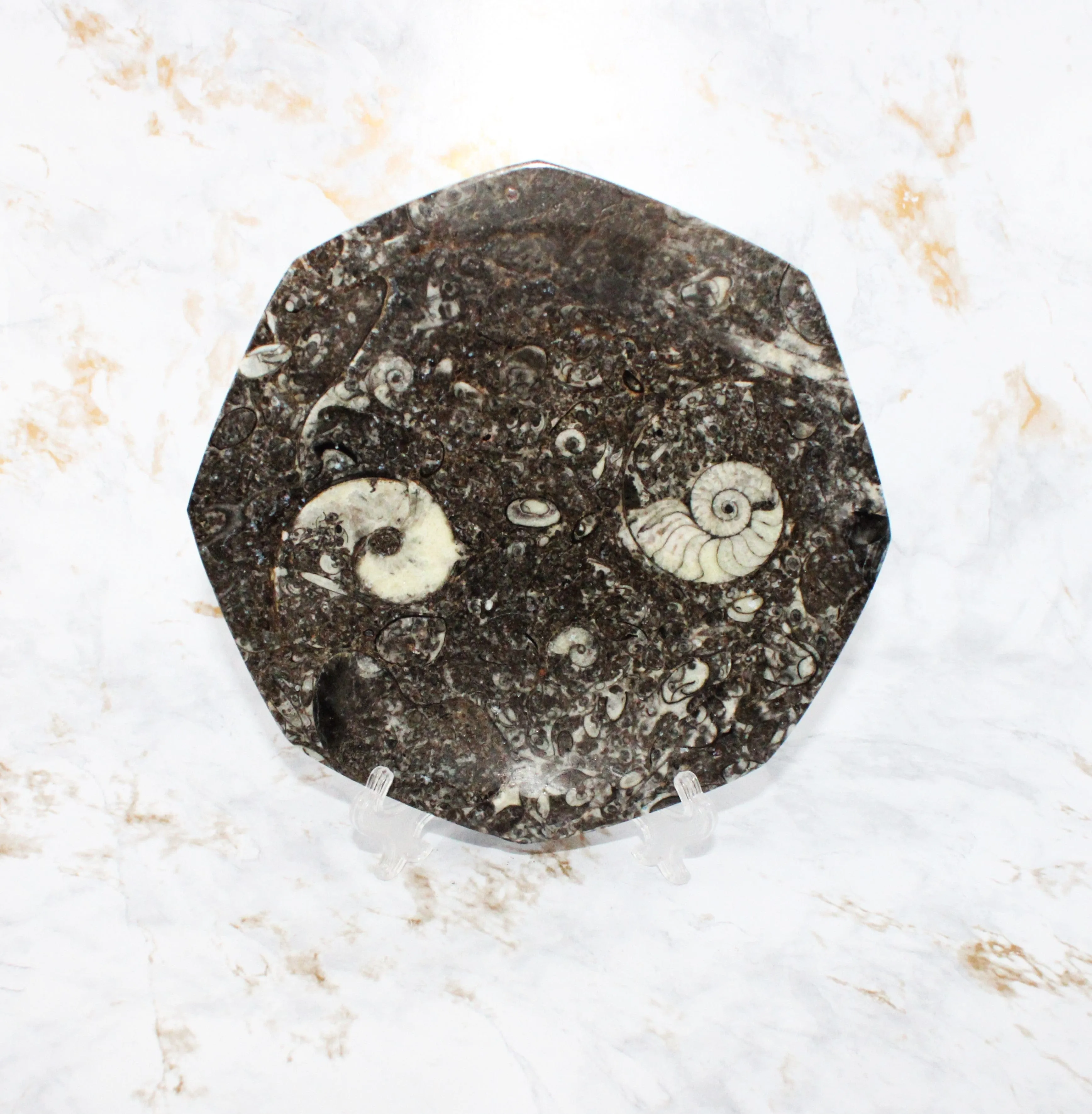Polished Orthoceras Plate