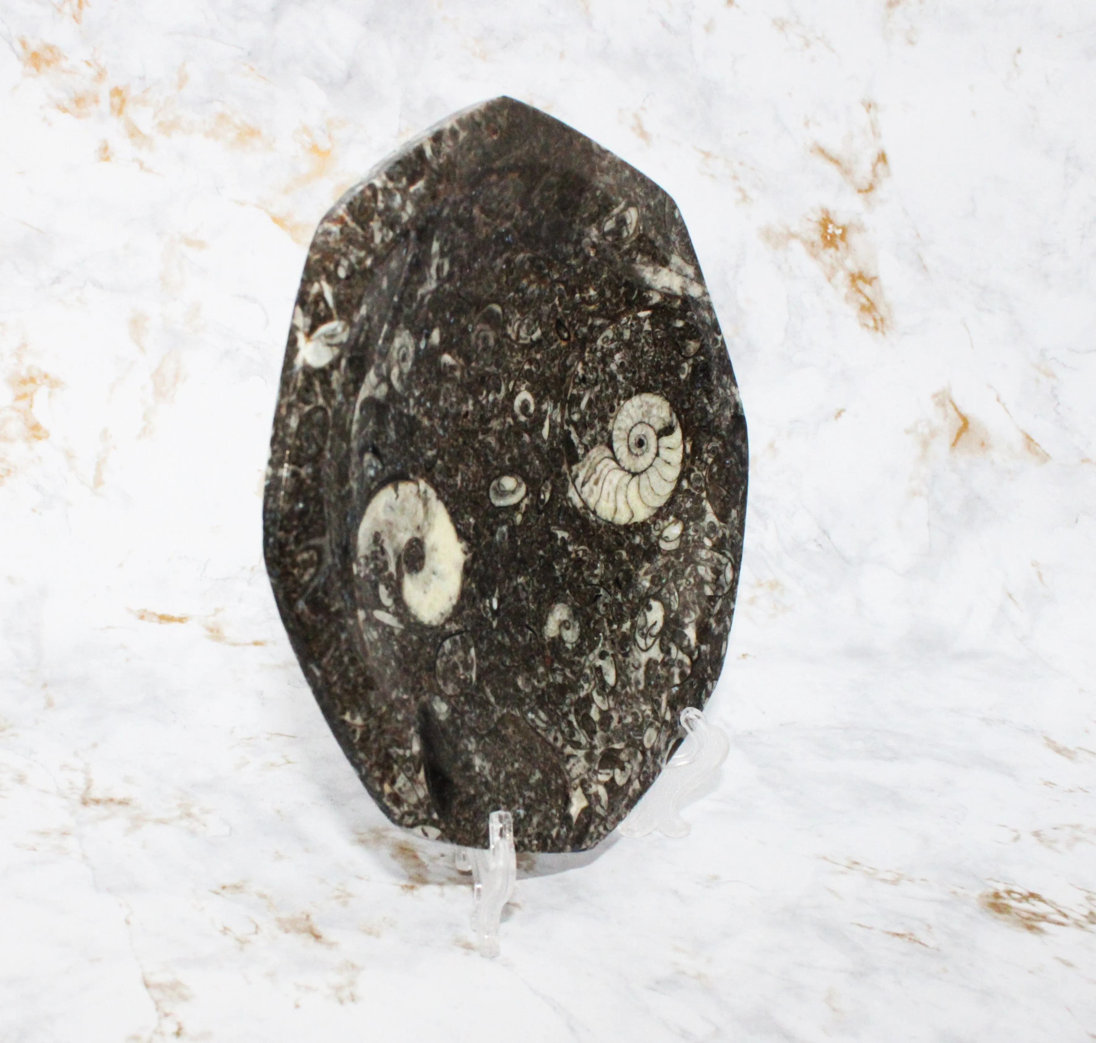 Polished Orthoceras Plate
