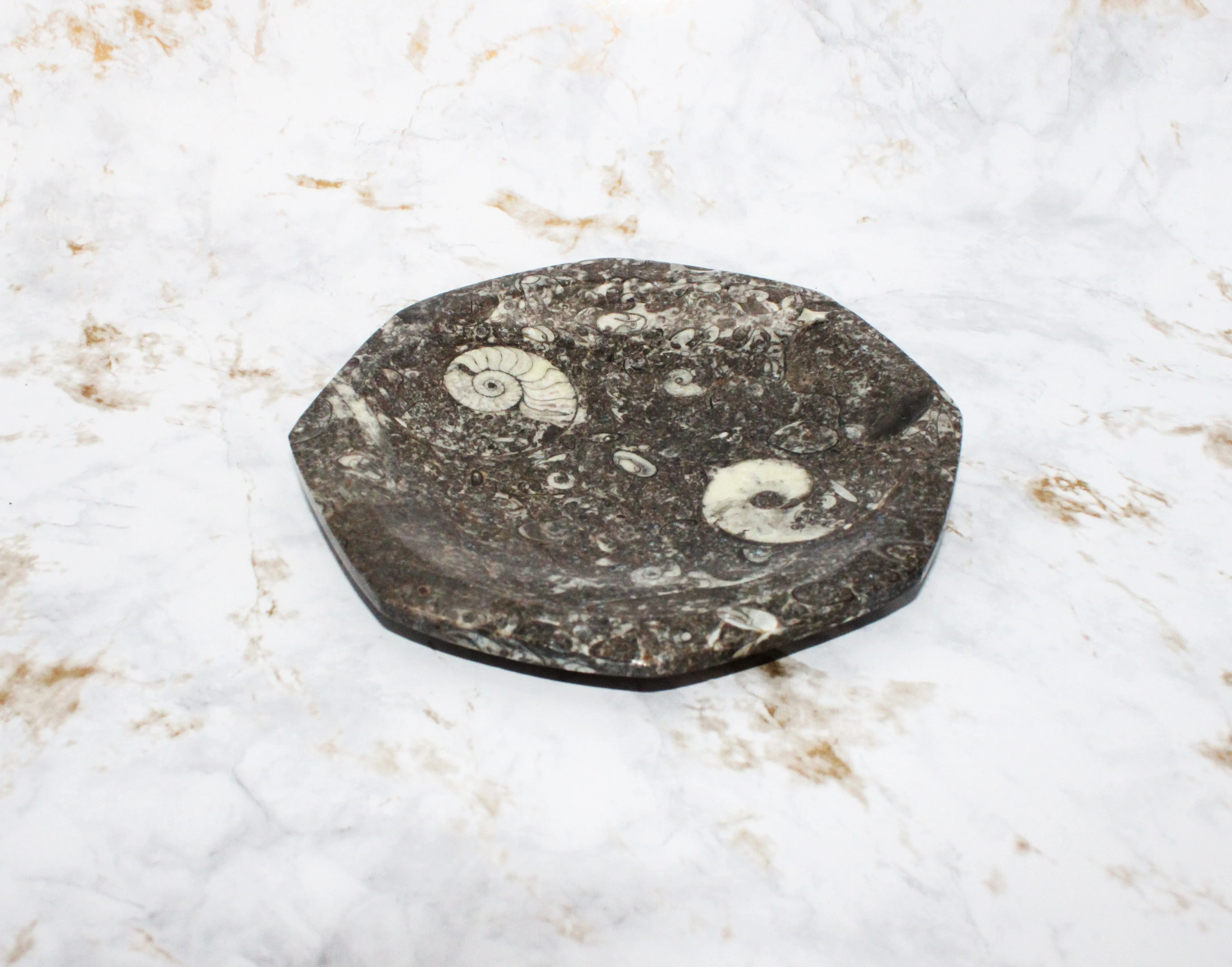 Polished Orthoceras Plate