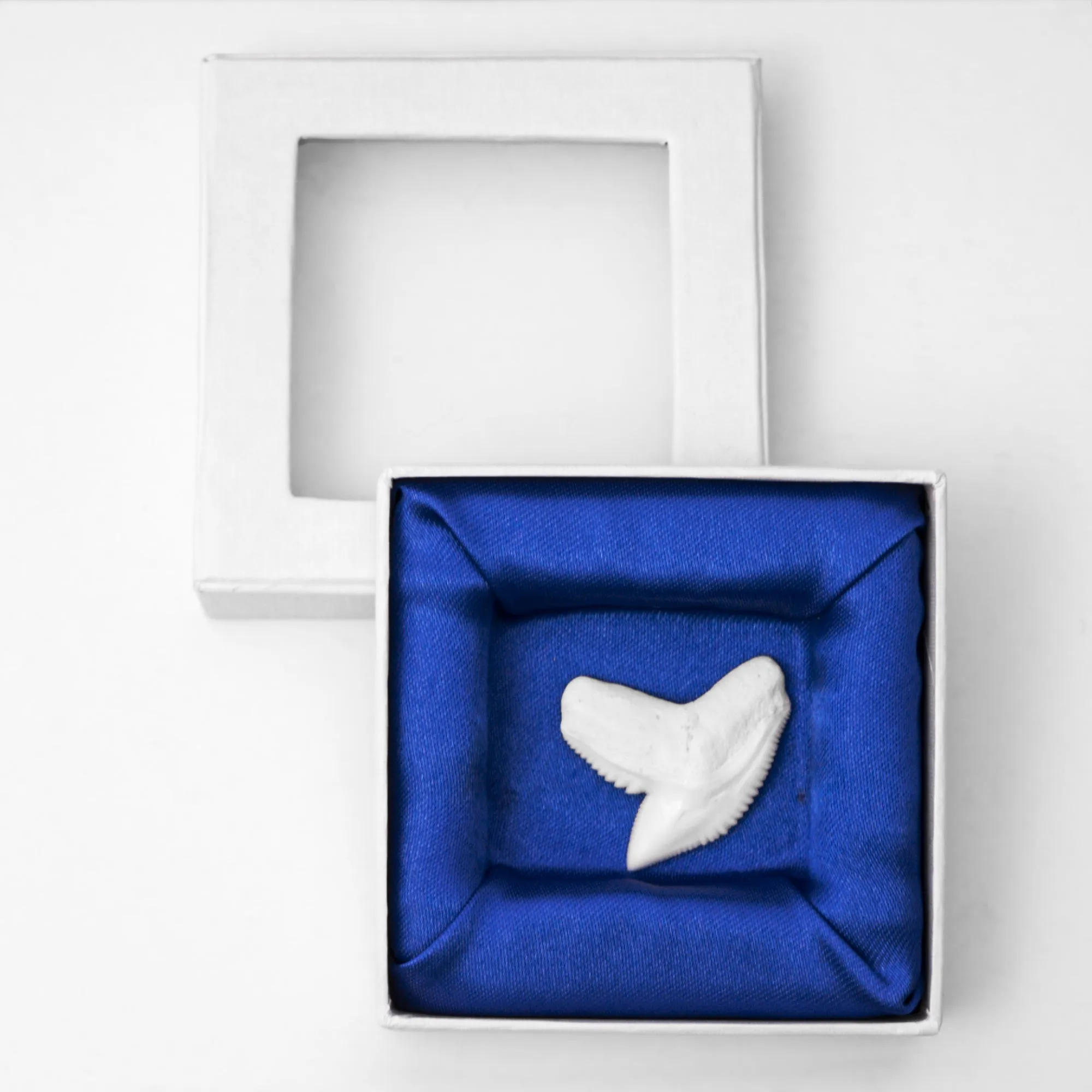 Tiger Shark Tooth in Display Box