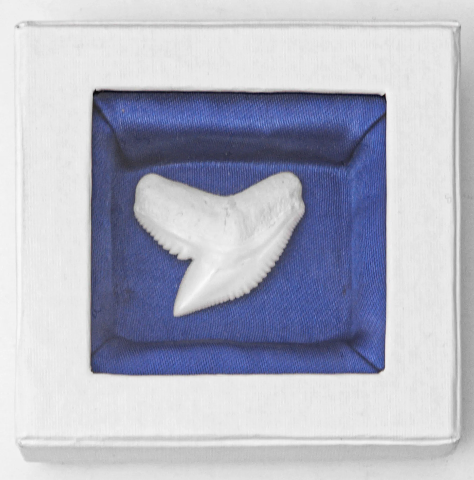 Tiger Shark Tooth in Display Box