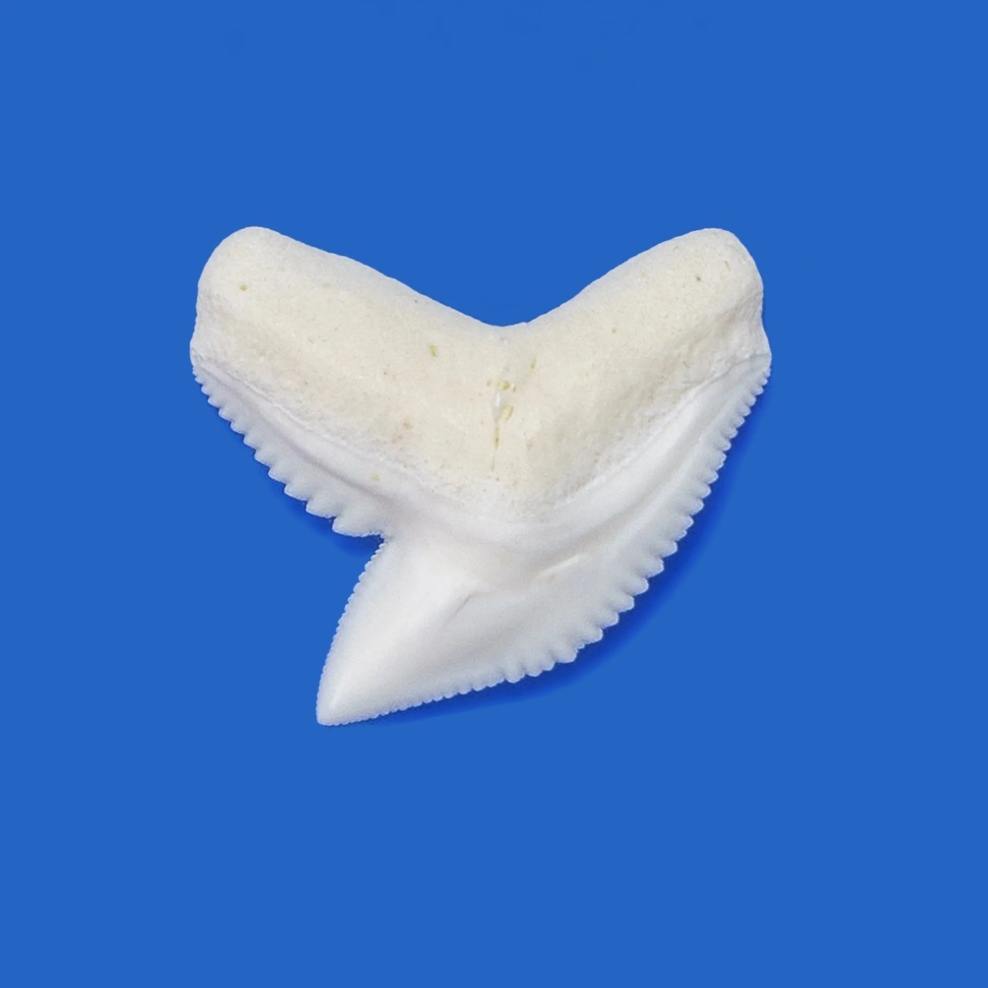 Tiger Shark Tooth in Display Box