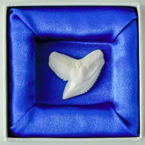 Tiger Shark Tooth in Display Box