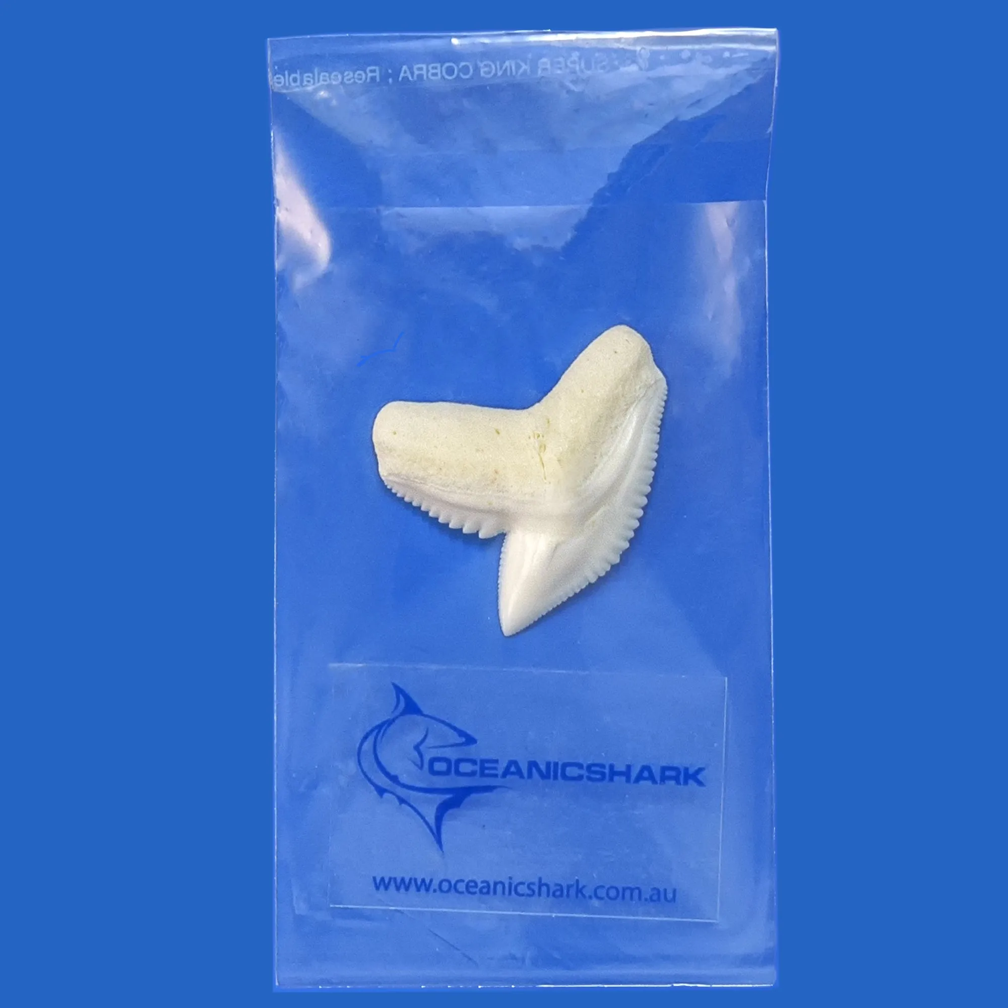 Tiger Shark Tooth in Display Box