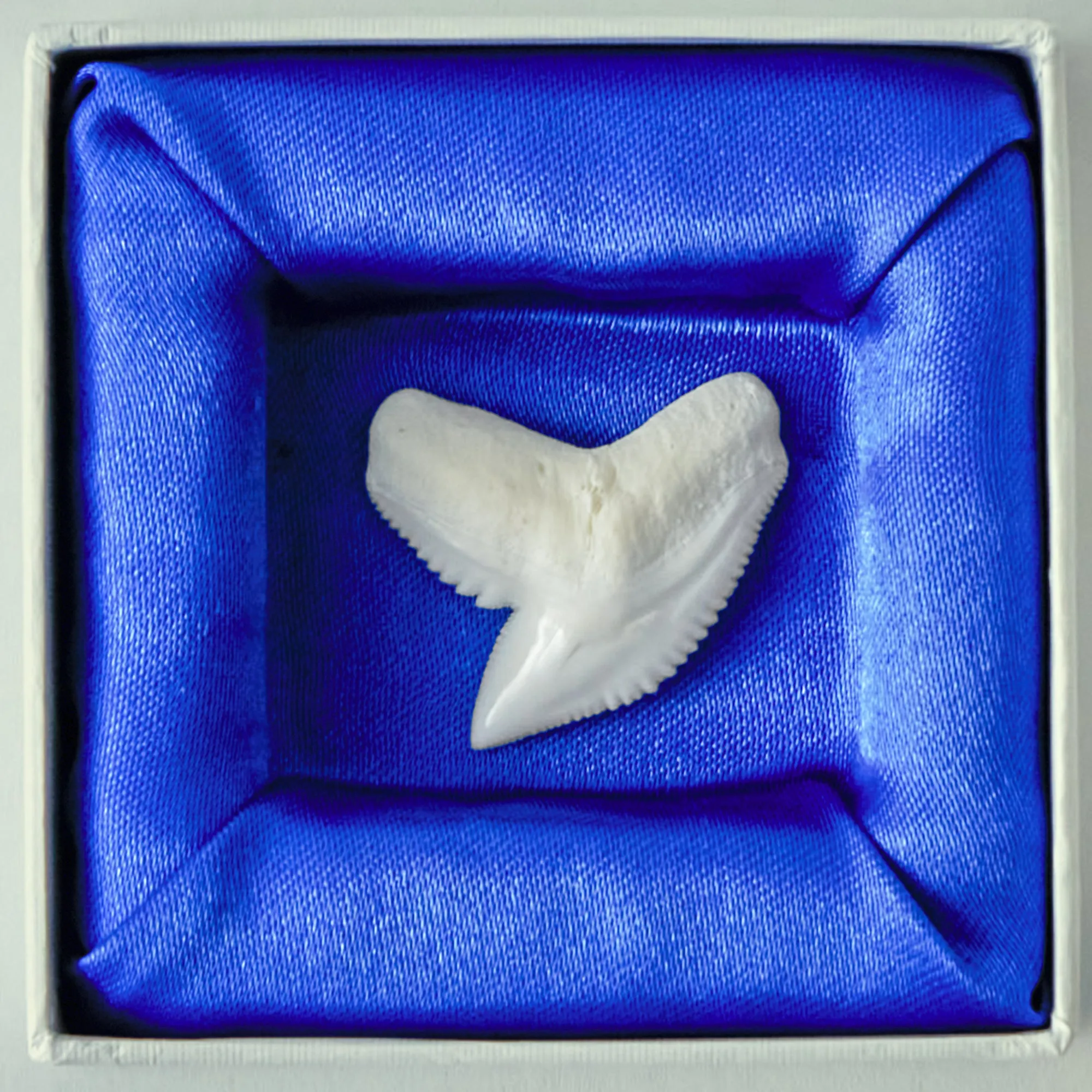 Tiger Shark Tooth in Display Box